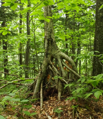 [Tree with a trunk which seems to start about 5 feet in the air as it appears the roots grow up into the tree trunk.]